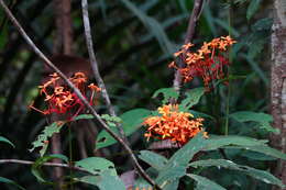 Image of Ixora congesta Roxb.