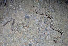 Image of Sidewinder Rattlesnake