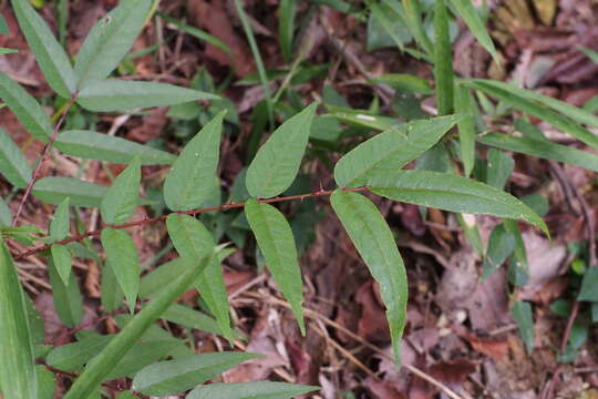 Image of Zanthoxylum fauriei (Nakai) Ohwi