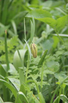 Image of Fritillaria lagodechiana Kharkev.