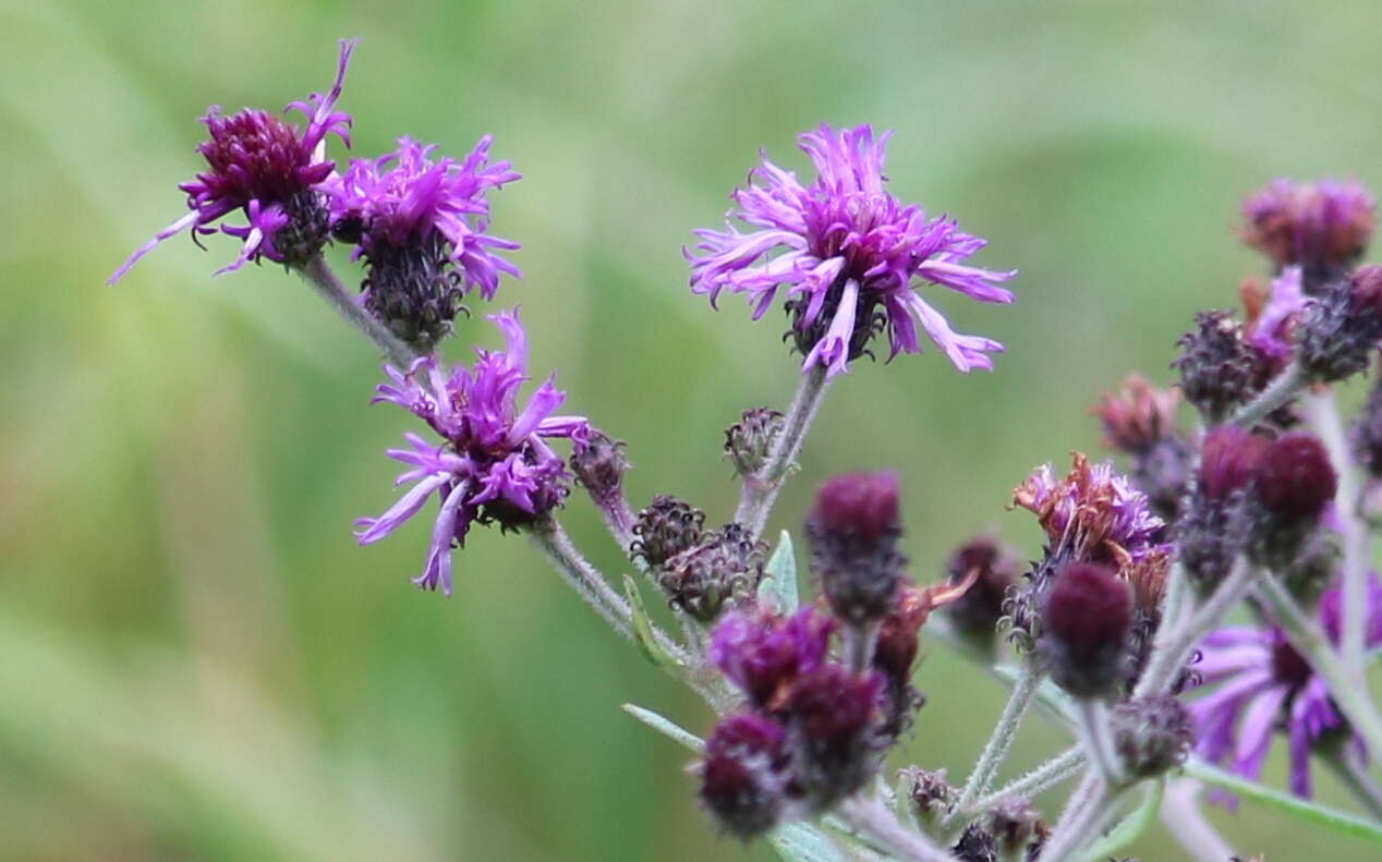 Image of Baldwin's ironweed