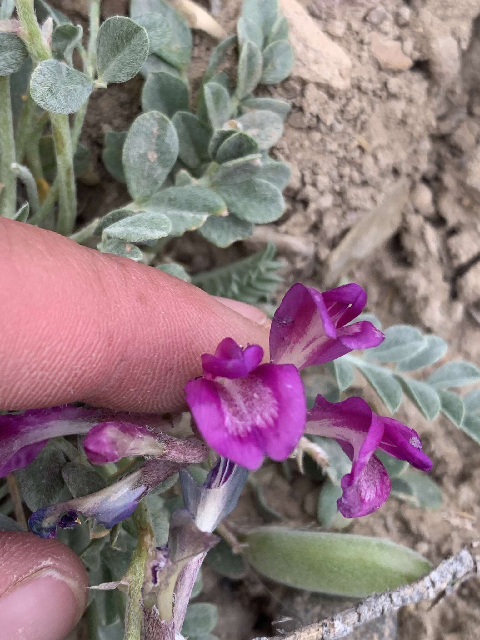 Sivun Astragalus cymboides M. E. Jones kuva