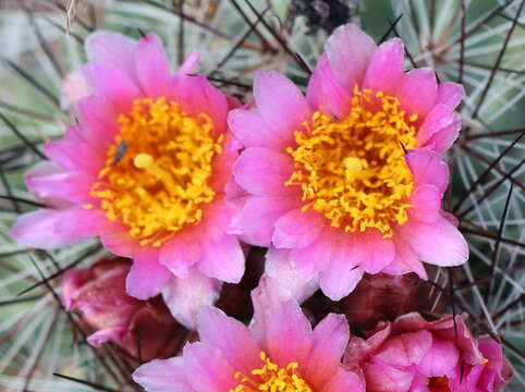 Image of Simpson's Hedgehog Cactus