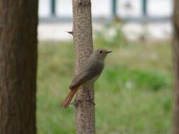 Image of Hodgson's Redstart