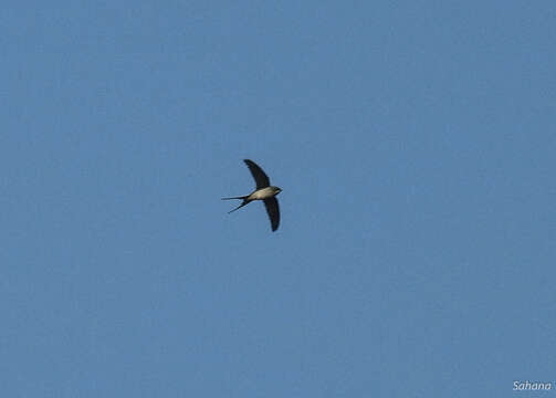 Image of Crested Treeswift