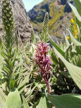 Image de Orchis mascula subsp. scopulorum (Summerh.) H. Sund. ex H. Kretzschmar, Eccarius & H. Dietr.