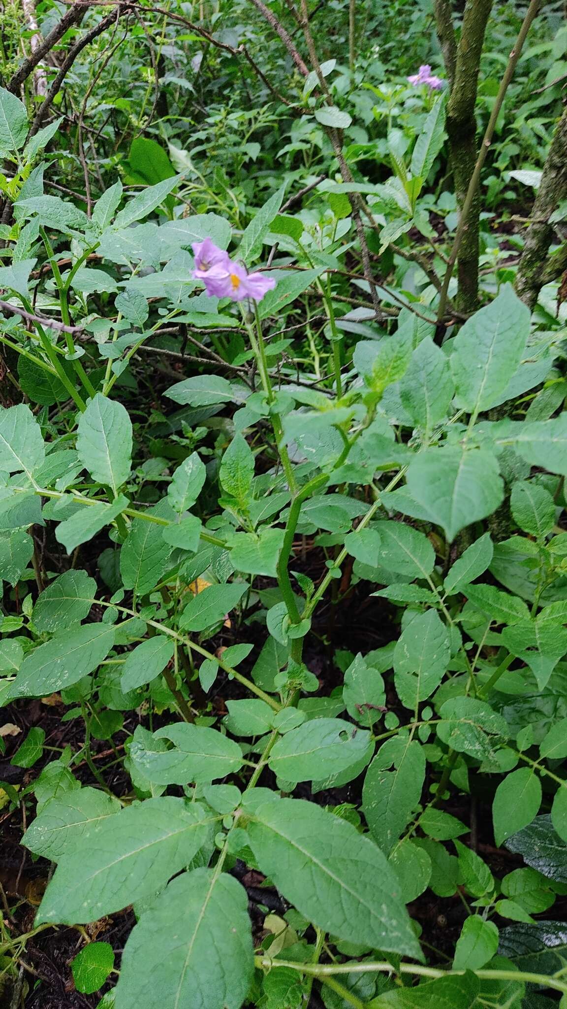 Solanum demissum Lindl.的圖片