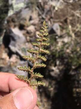 Image de Myriopteris fendleri (Hook.) E. Fourn.