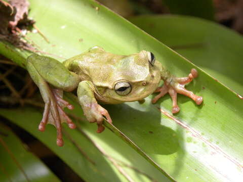 Image of Plectrohyla exquisita McCranie & Wilson 1998