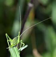 Image of Leptophyes boscii Fieber 1853