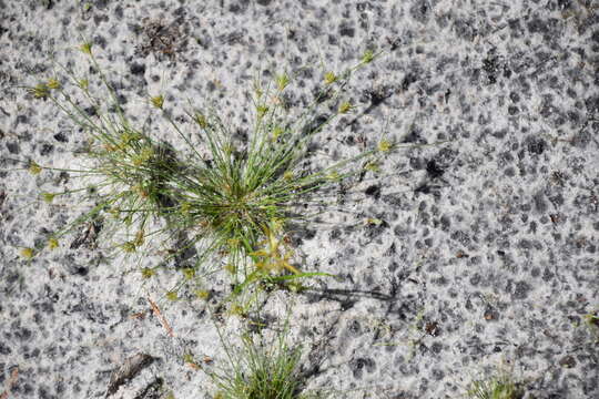 Image of Sandy-Field Hair Sedge