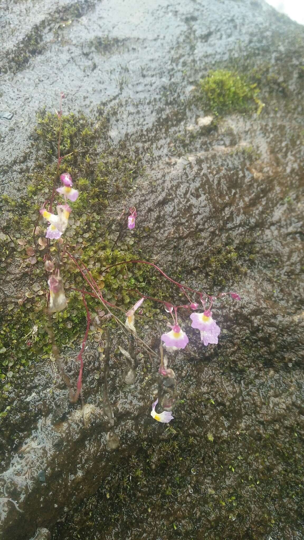 圓葉挖耳草的圖片