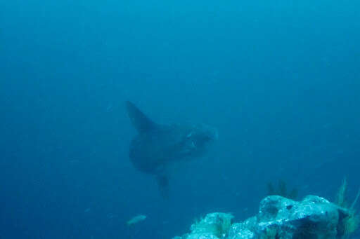 Image of Bumphead sunfish