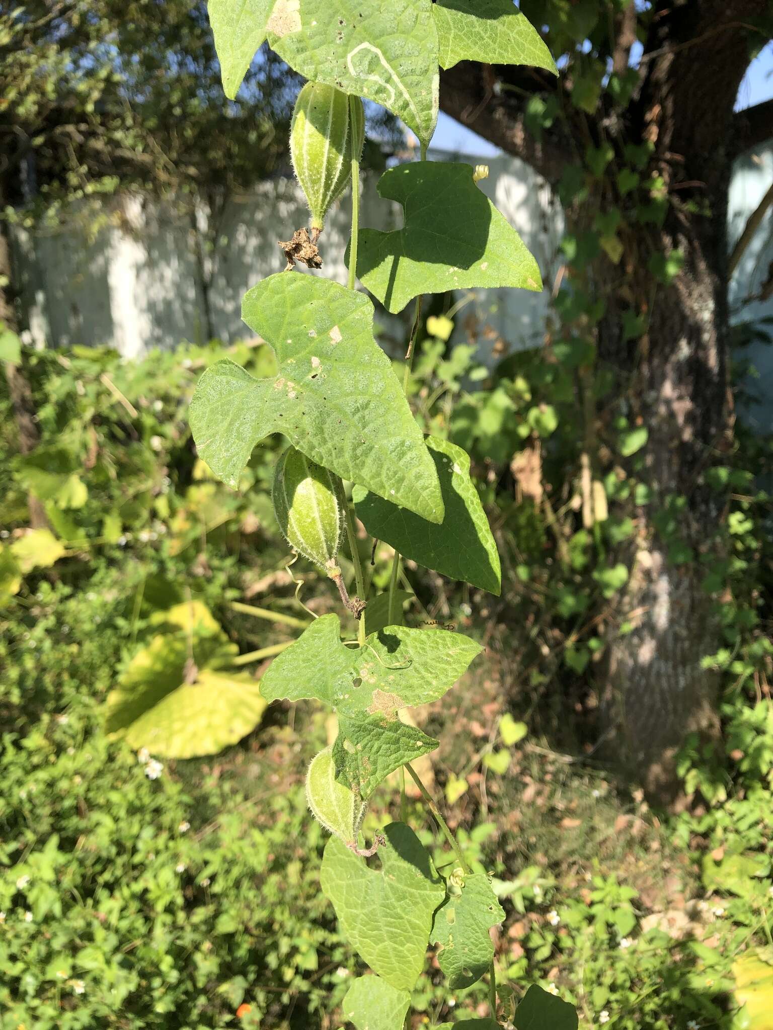 Image of Trichosanthes cochinchinensis (Lour.) M. Roem.