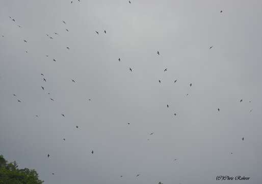 Image of White-collared Swift