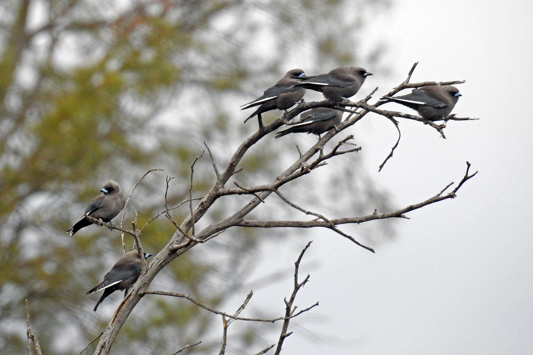 Image of Dusky Woodswallow