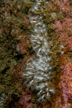 Image of lined sea anemone