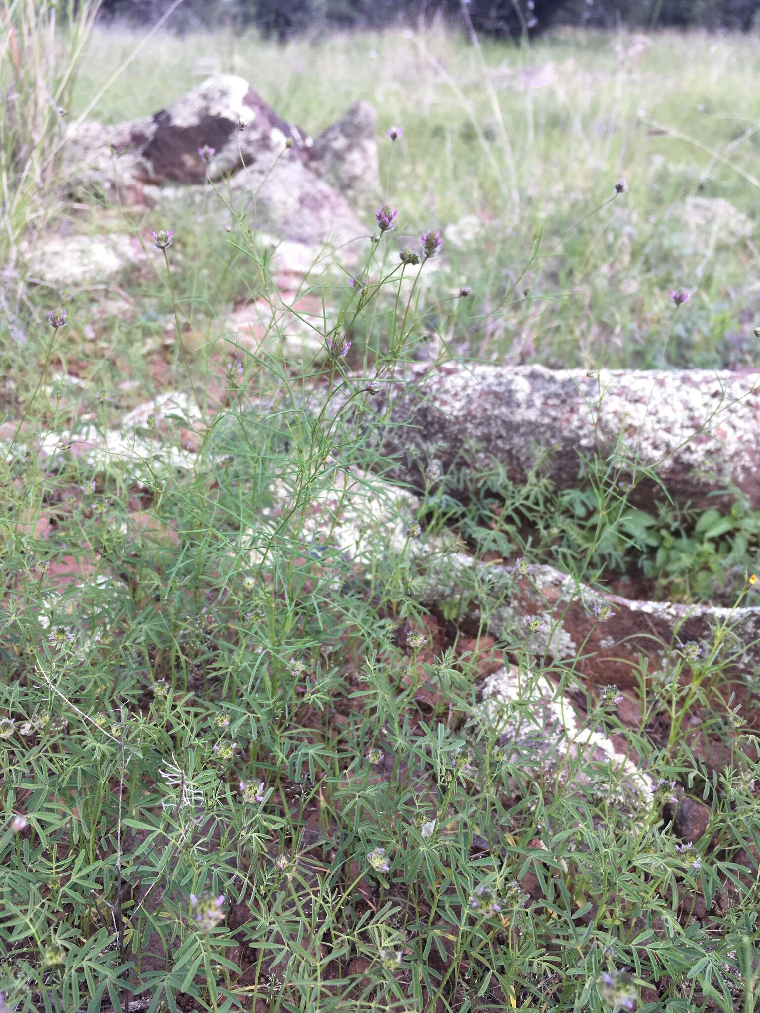 Plancia ëd Dalea filiformis A. Gray