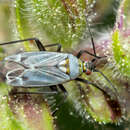 Macrotylus herrichi (Reuter 1873) resmi