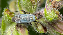 Macrotylus herrichi (Reuter 1873) resmi