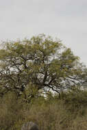 Image de Prosopis chilensis (Molina) Stuntz