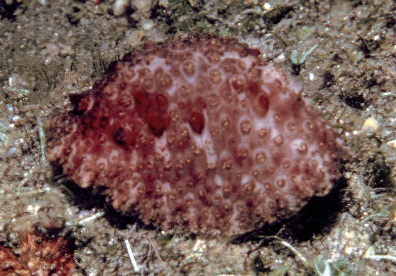 Image of Carminodoris grandiflora (Pease 1860)