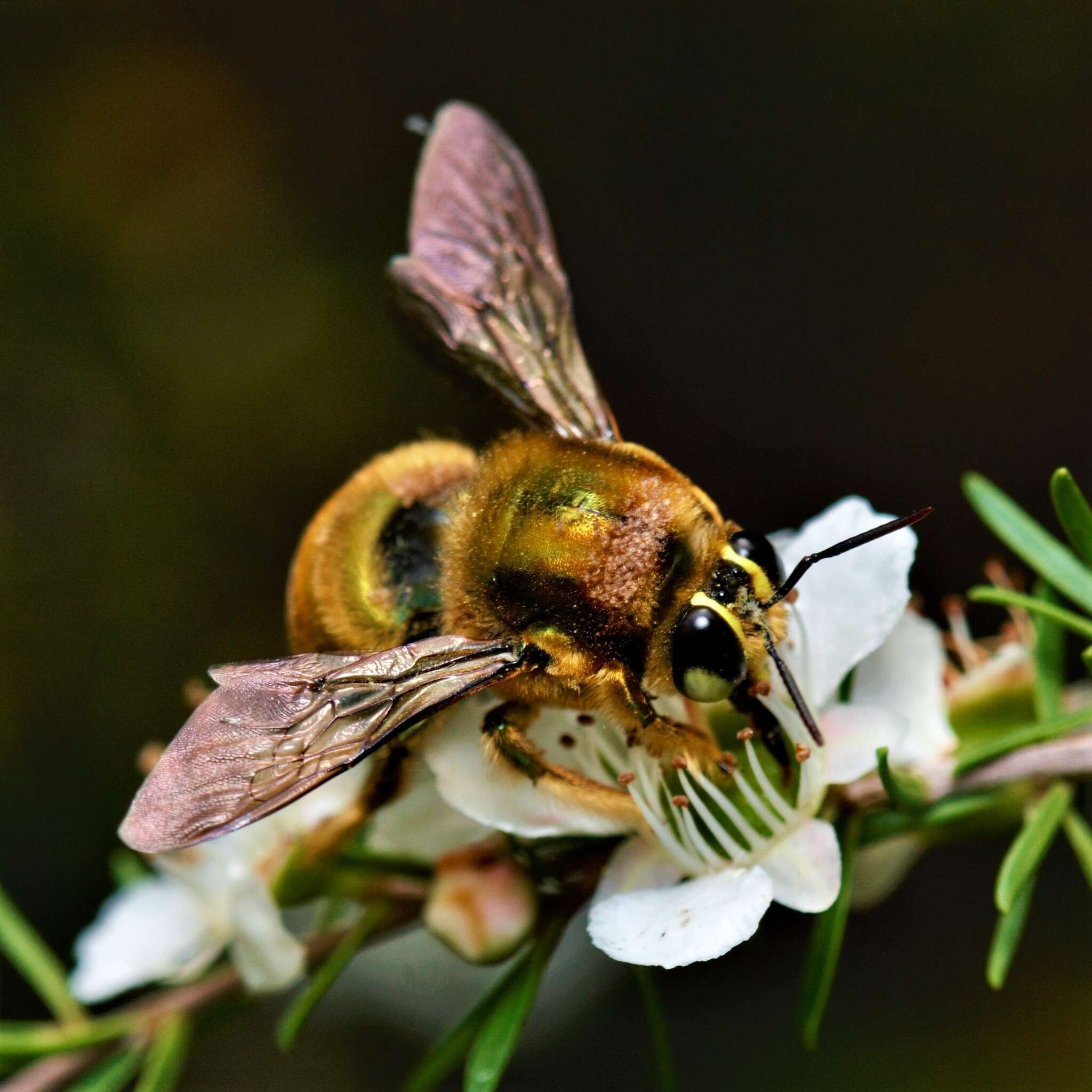 Plancia ëd Xylocopa aeratus (Smith 1851)