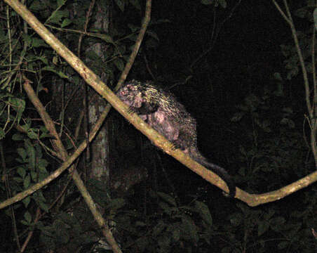 Image of Bicolor-spined Porcupine