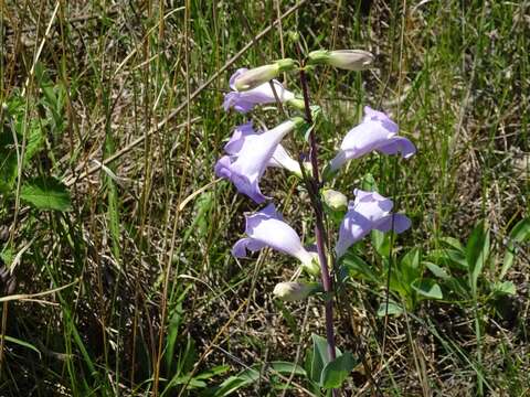 Image of large beardtongue