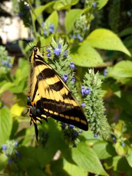 Sivun Papilio pilumnus Boisduval 1836 kuva