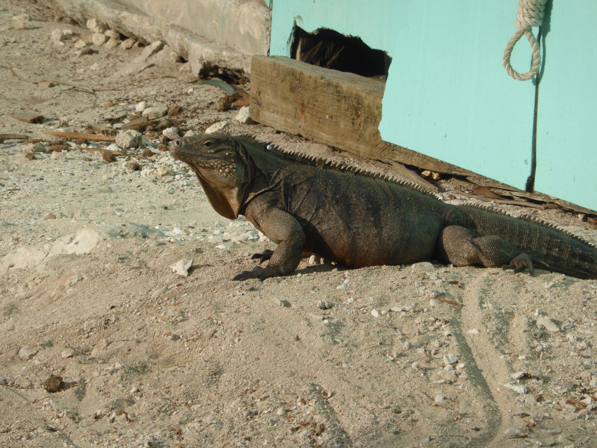 Image of Cayman Island Ground Iguana