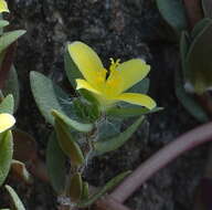 Sivun Portulaca quadrifida L. kuva