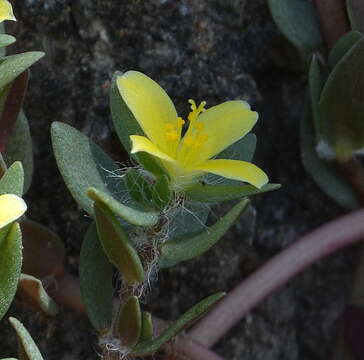 Image of Portulaca quadrifida L.