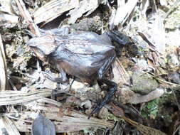 Image of Santa Rita beaked toad