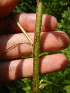 Image of Symphyotrichum lanceolatum var. hirsuticaule (Semple & Chmiel.) G. L. Nesom