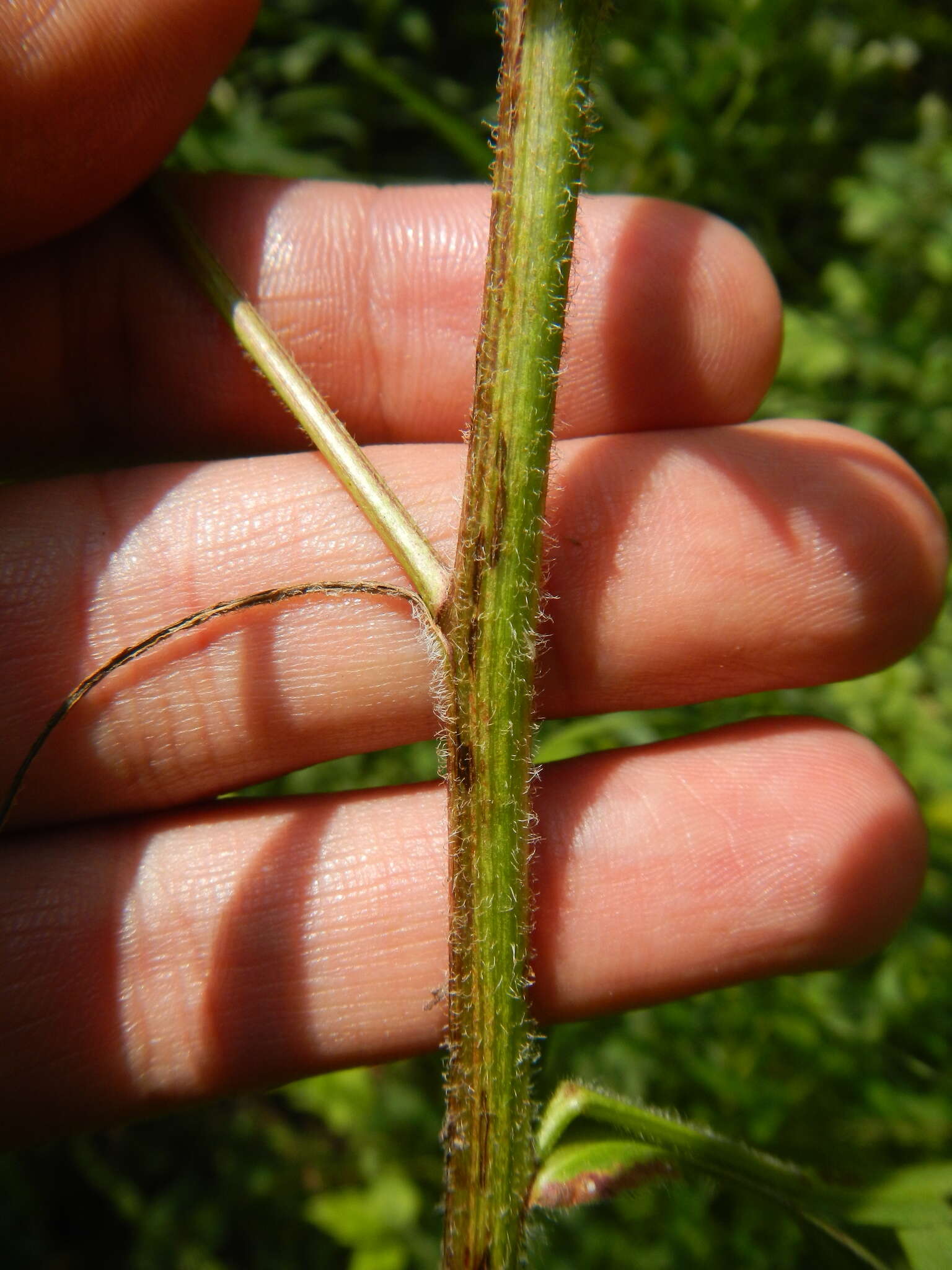 Image of Symphyotrichum lanceolatum var. hirsuticaule (Semple & Chmiel.) G. L. Nesom