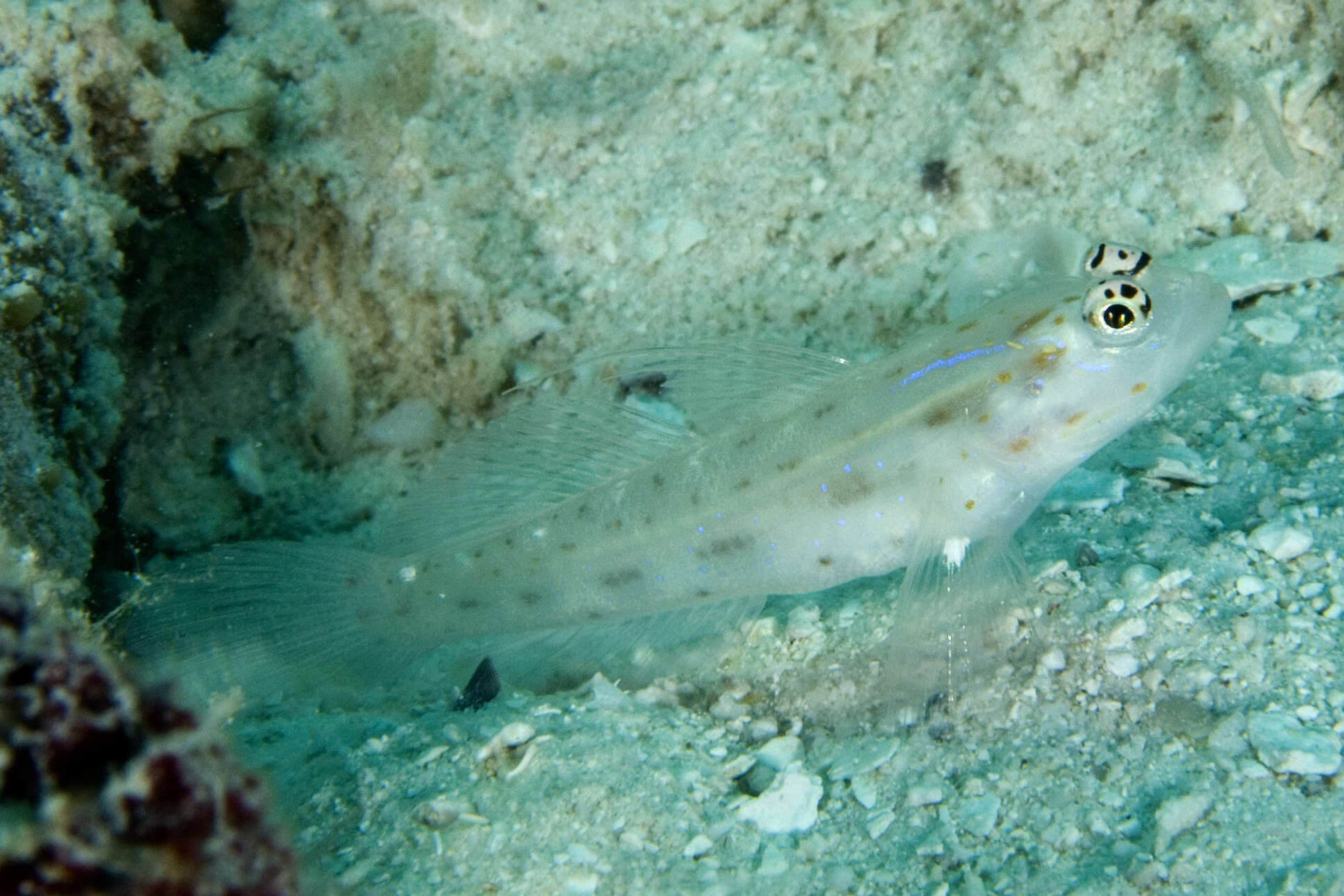 Image of Prawn-goby prawngoby shrimp-goby