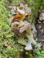 Image of Gyromitra sphaerospora (Peck) Sacc. 1889