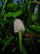 Image of Tropical Pickerelweed