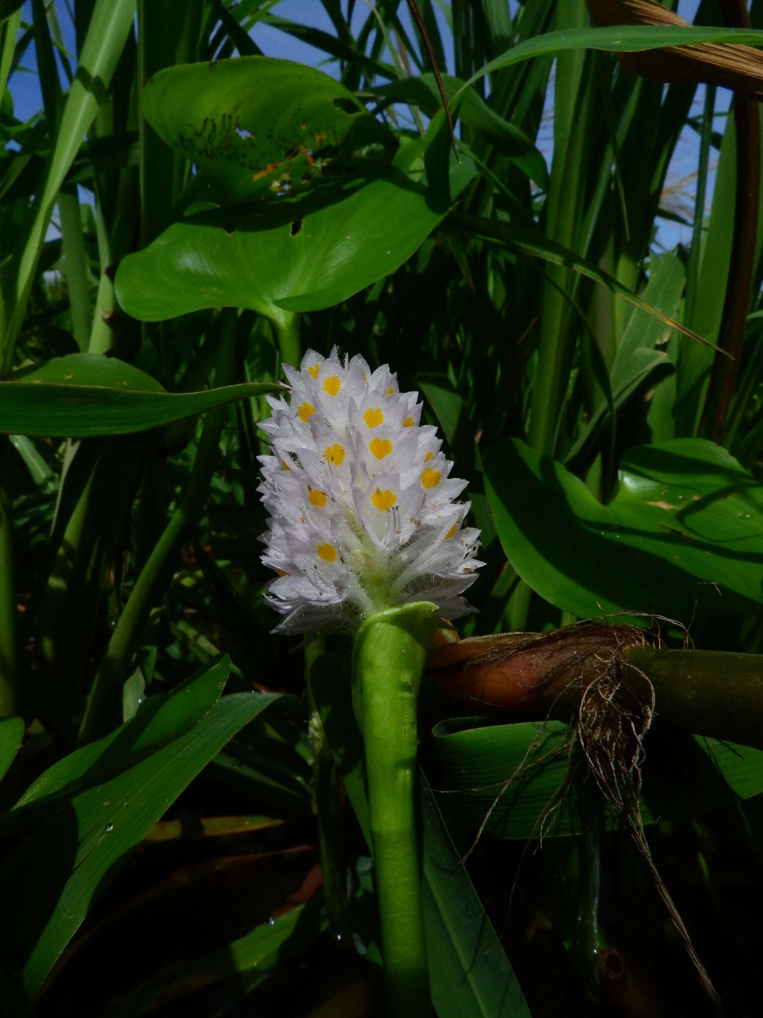 Image of Tropical Pickerelweed