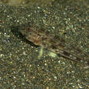 Image of Threadless cheek-hook goby