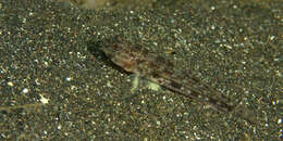 Plancia ëd Ancistrogobius