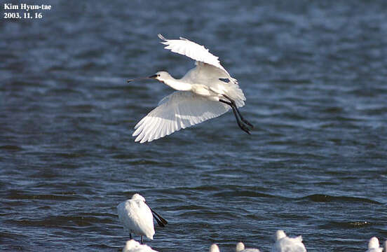 Plancia ëd Platalea leucorodia Linnaeus 1758