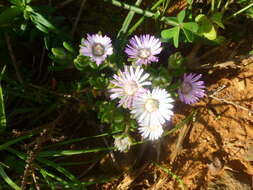 Imagem de Drosanthemum hispifolium (Haw.) Schwant.