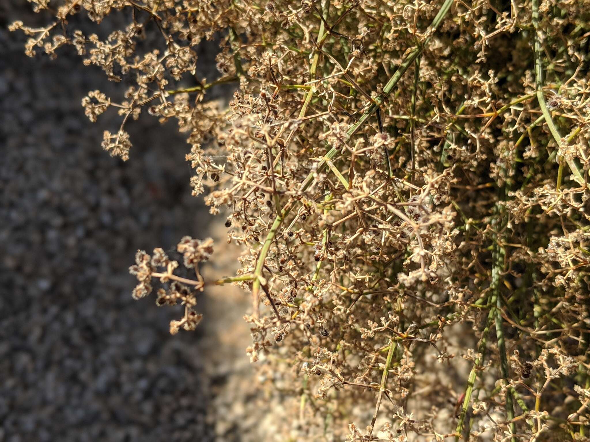 Image of Borrego bedstraw