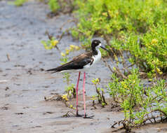 Image of Hawaiian stilt