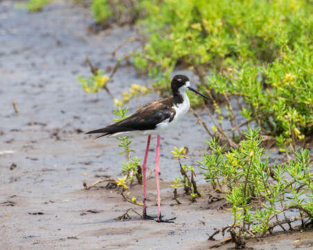 Image of Hawaiian stilt