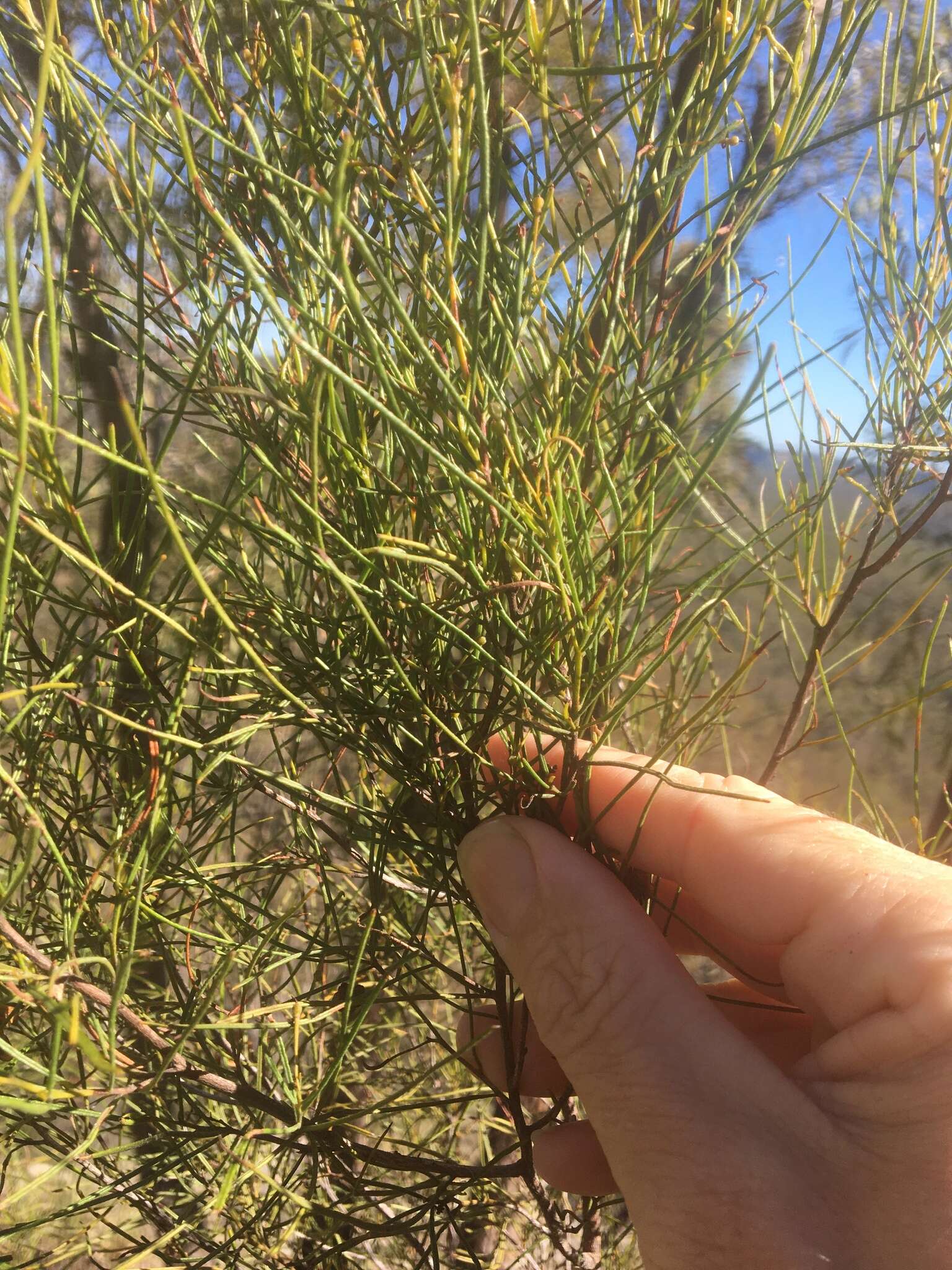 Image de Dodonaea filifolia Hook.