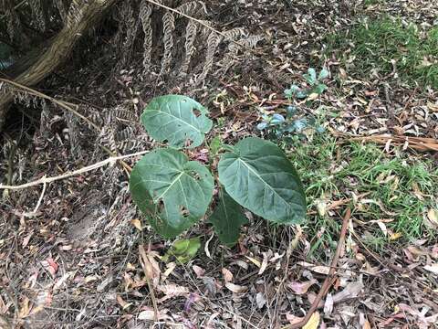 Image of Tamarillo