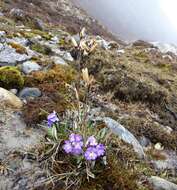 Image of Primula megalocarpa H. Hara